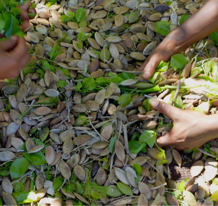 Hands sorting through a pile of brown seeds and green leaves.
