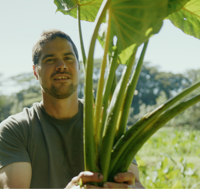 A person holding large green leaves in a sunny outdoor setting.