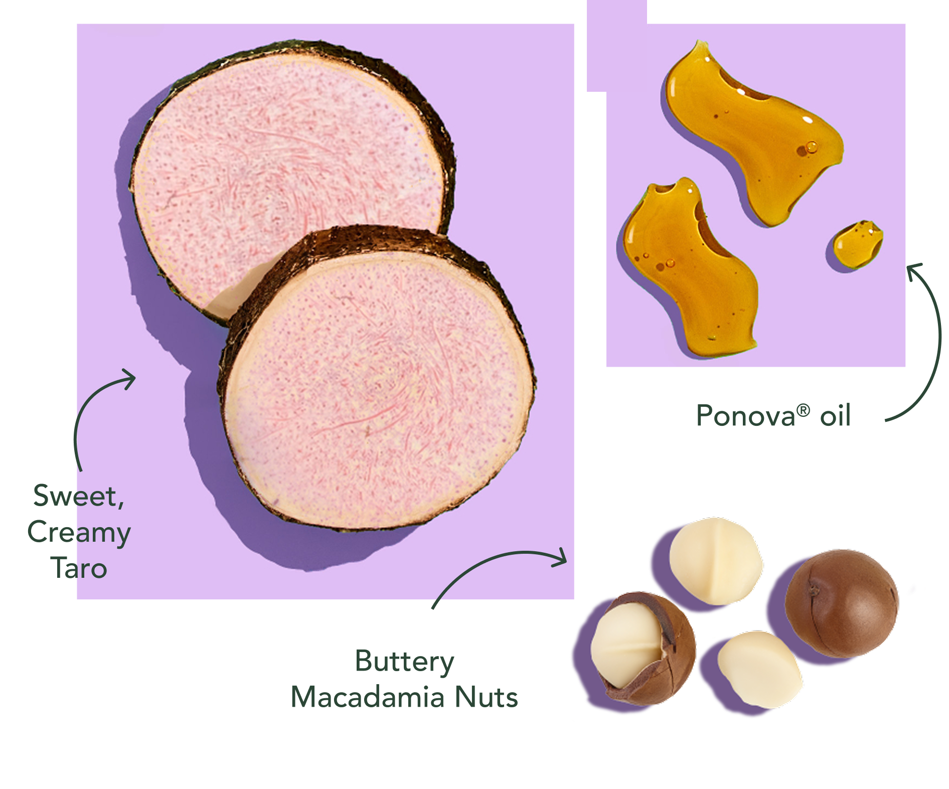 Sliced taro, macadamia nuts, and Ponova oil on a purple background.