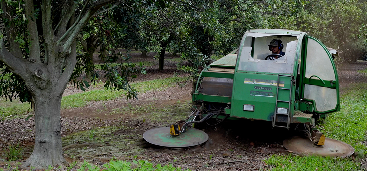 A tractor operates in a lush orchard, maintaining the grass under trees.