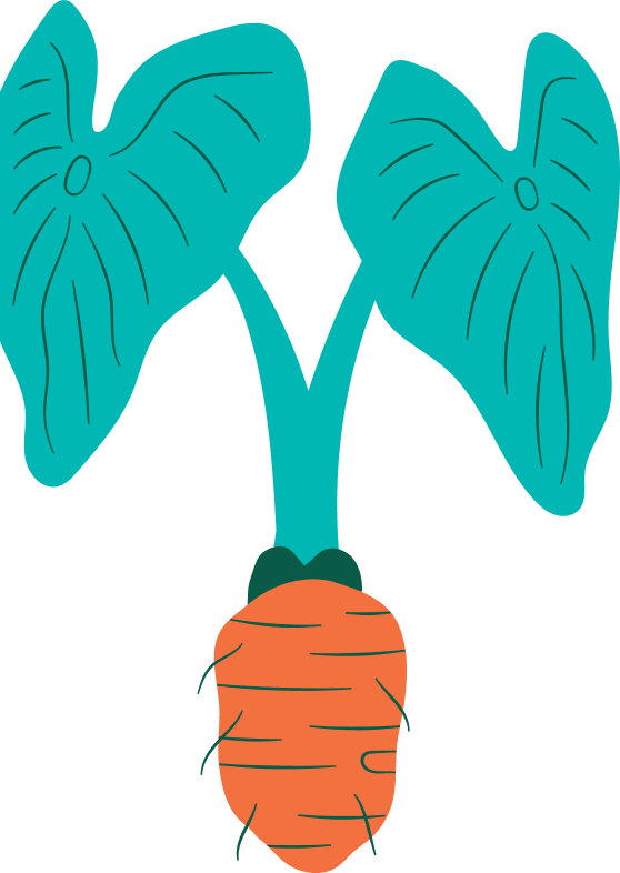 Illustration of a plant with large teal leaves and an orange root.